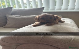 Cavapoo dogs for sale: Cava poo puppies, Ruby Red - Image 10