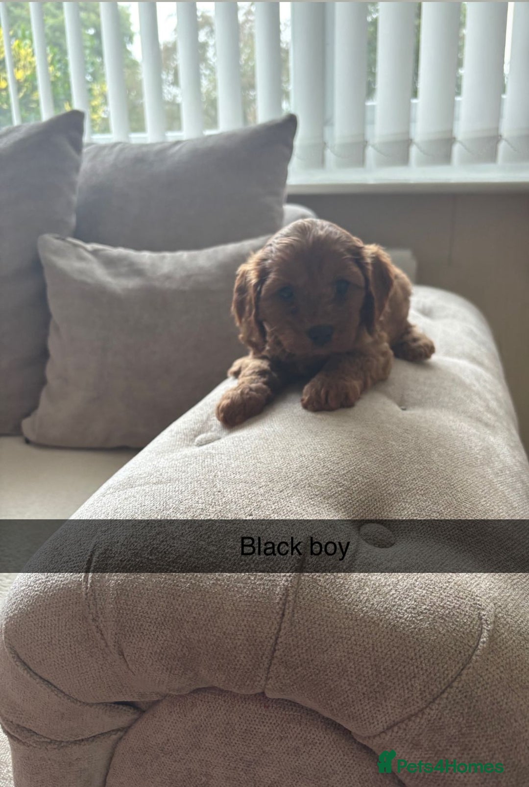 Cavapoo dogs for sale: Cava poo puppies, Ruby Red - Image 10