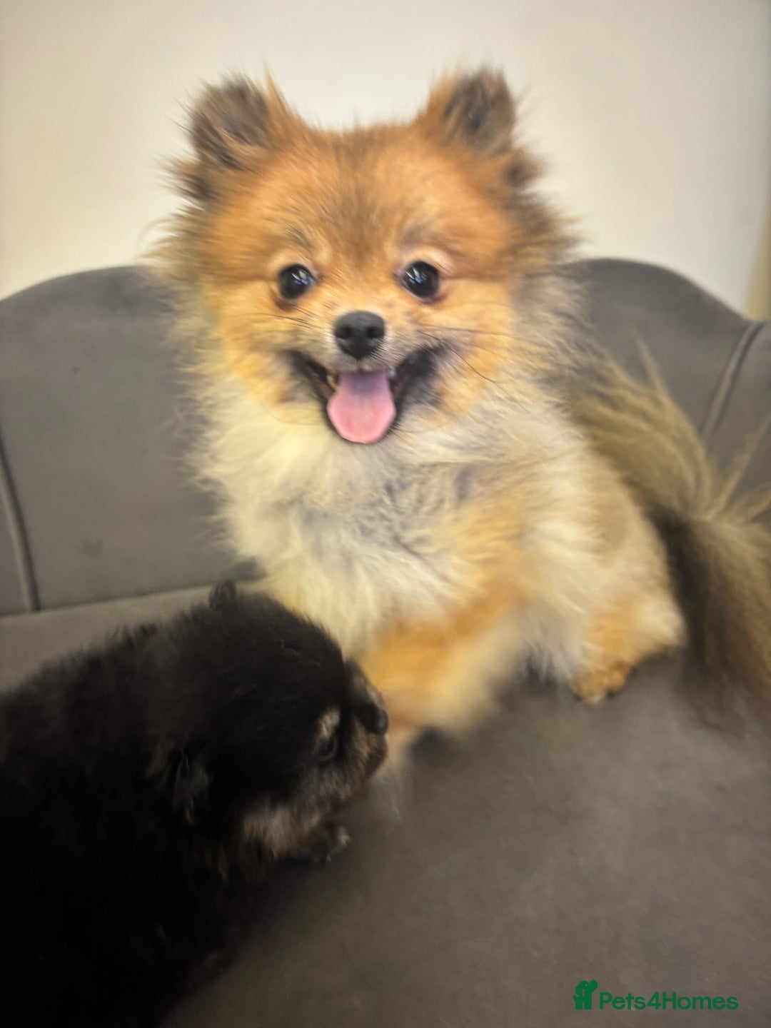 Pomeranian dogs for sale: KC Reg Teddy bear Pomeranian Tiny - Advert 5