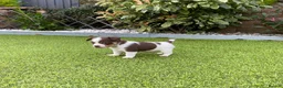 Jack Russell dogs for sale: Gorgeous Miniature Jack Russell Puppies  - Advert 18