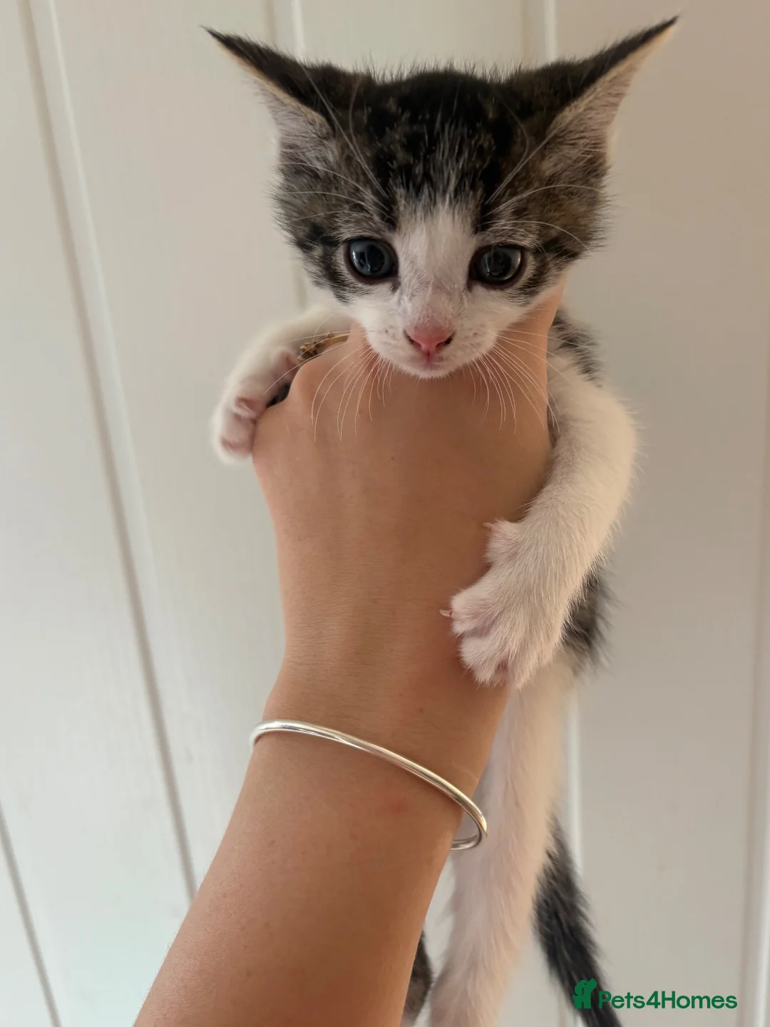Mixed Breed cats for sale: 4 kittens - Advert 2