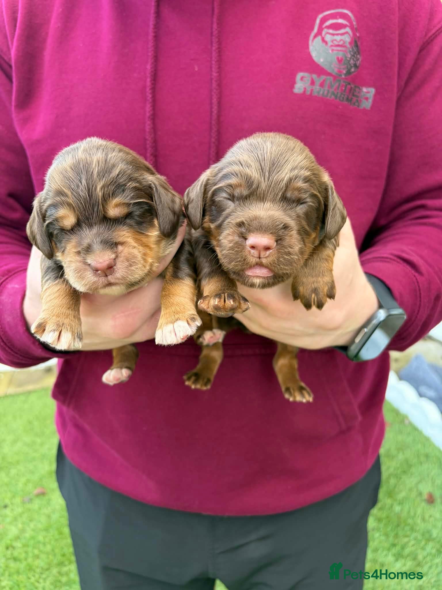 Cocker Spaniel dogs Champion bloodline cocker spaniels  - Advert 2