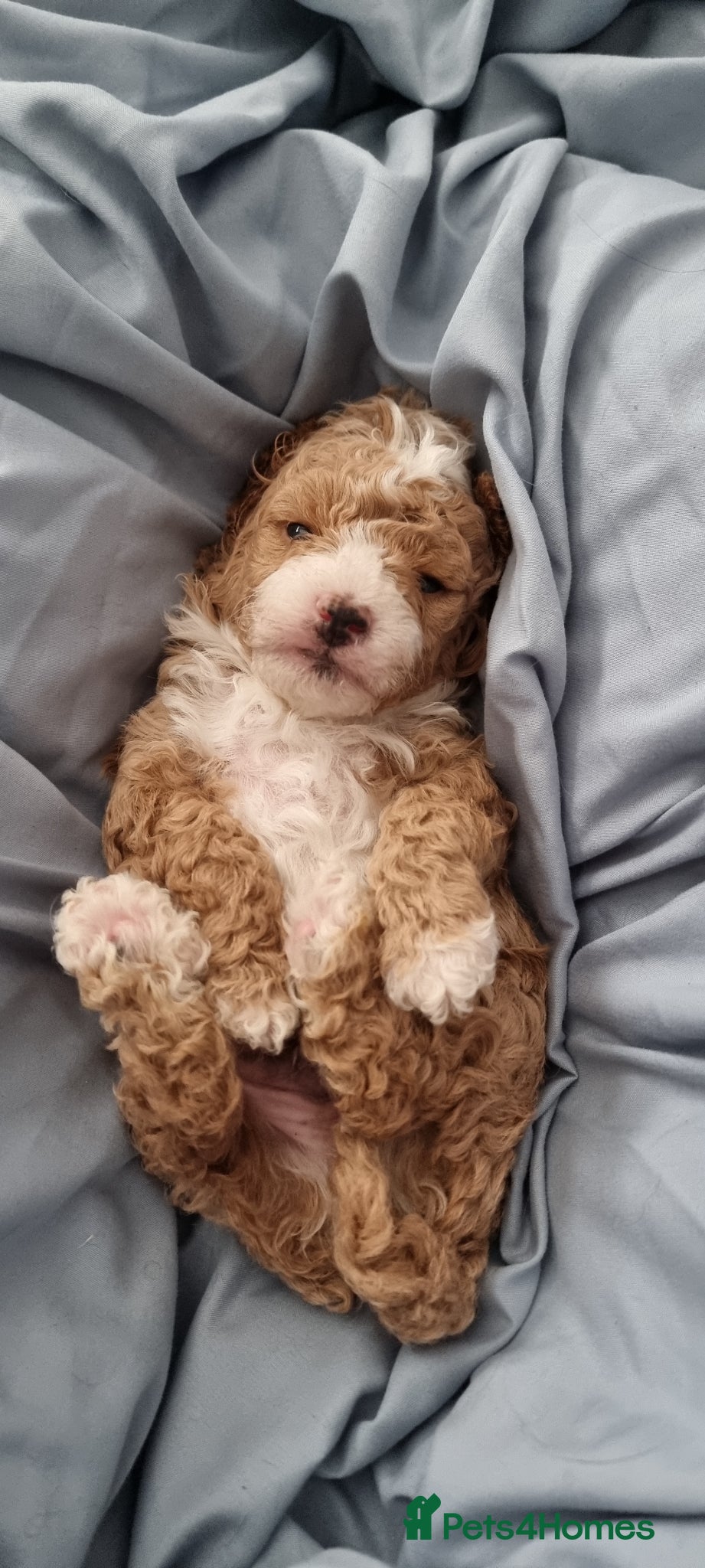 Toy Poodle dogs Full pedigree toy poodles - Advert 20