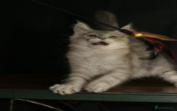 Maine Coon cats for sale: Two mainecoons kittens Sally and Harry silver - Image 7