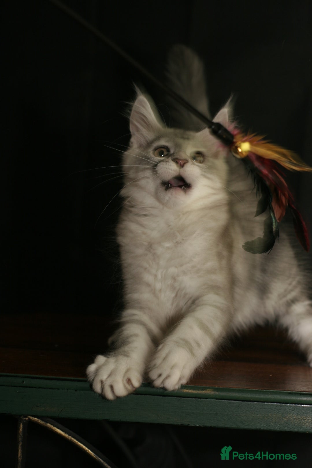 Maine Coon cats for sale: Two mainecoons kittens Sally and Harry silver - Image 7