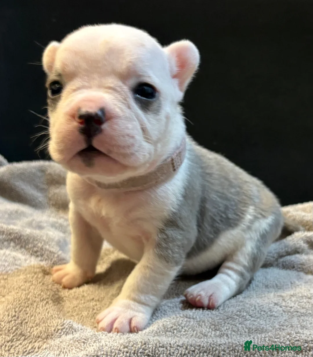 Mixed Breed dogs for sale: Frenchie mix - Advert 24