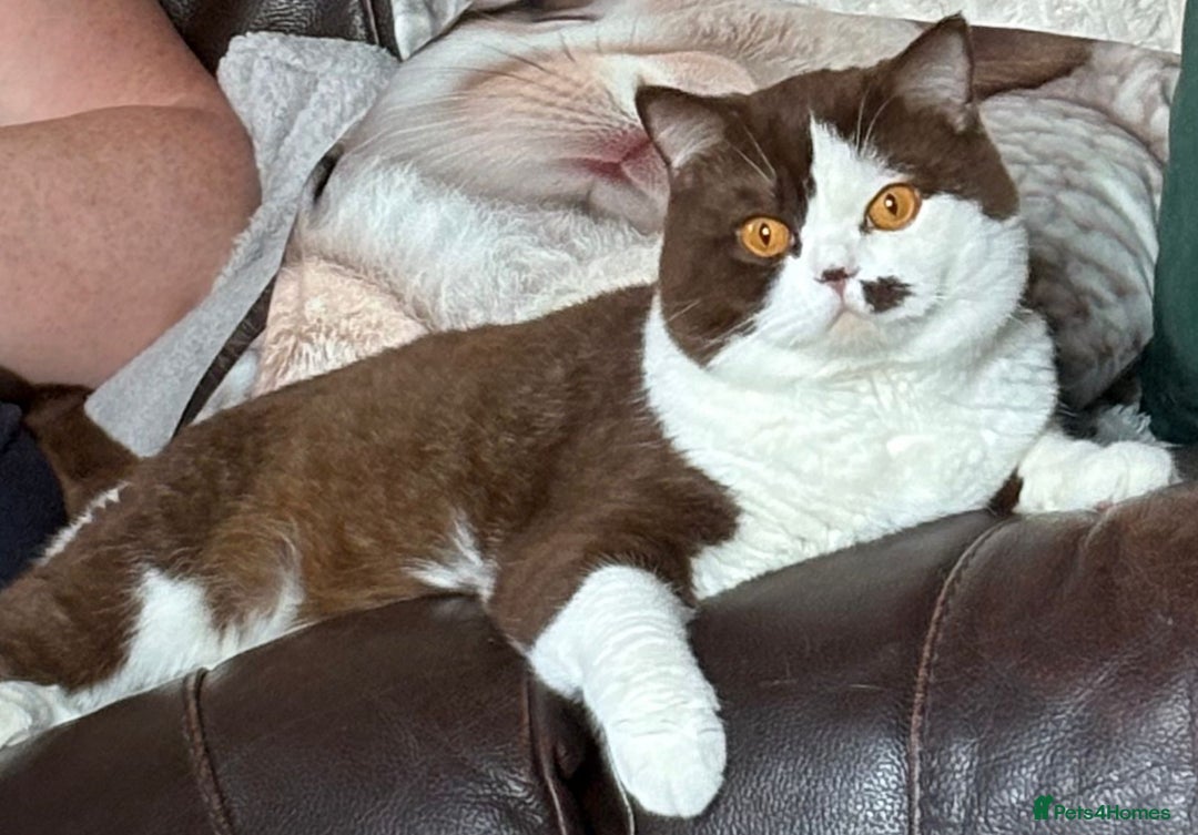 British Shorthair cats for sale: Beautiful unusual British shorthair kittens - Image 8