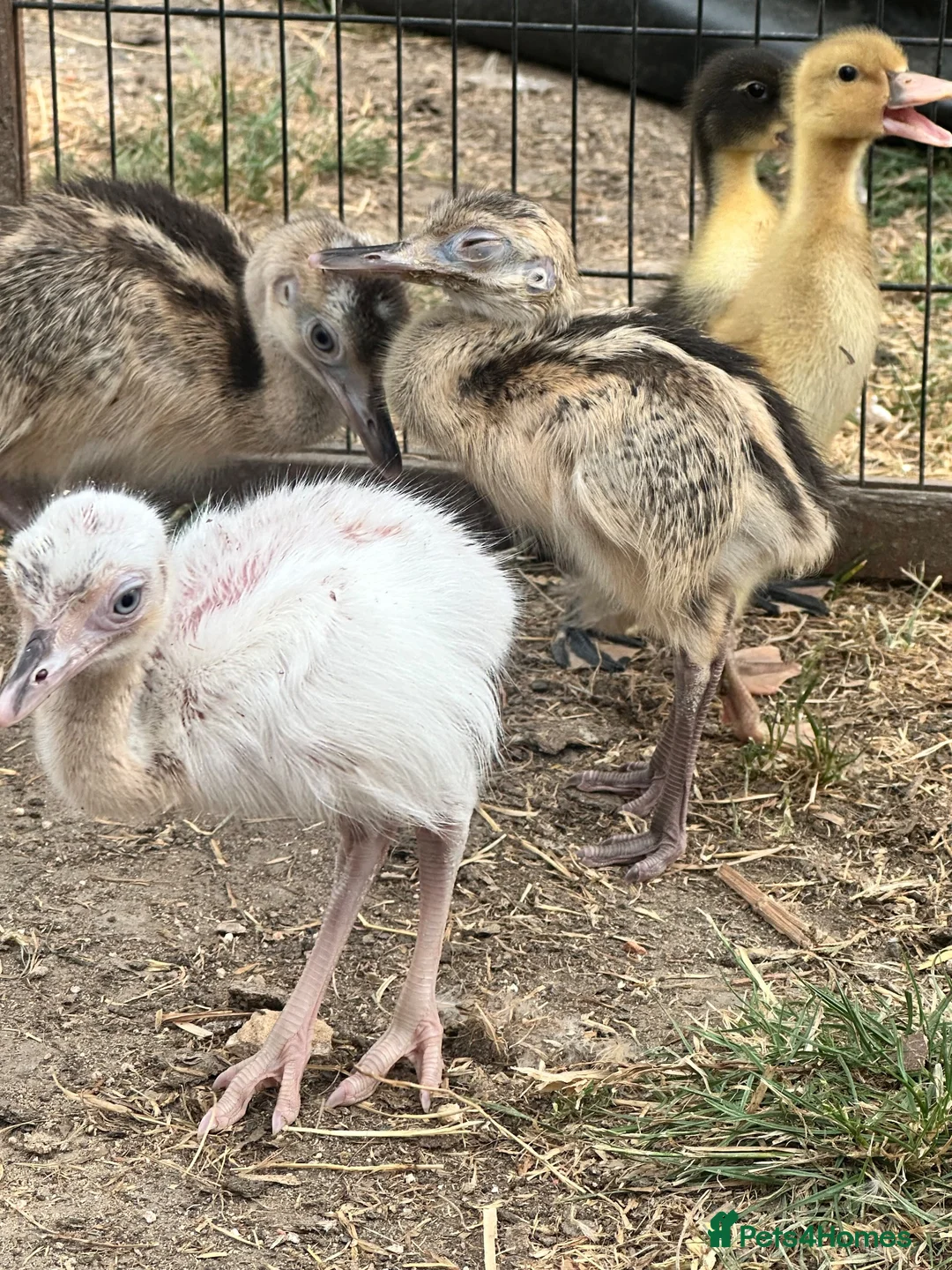 Emus poultry for sale: Rhea chicks  - Advert 6