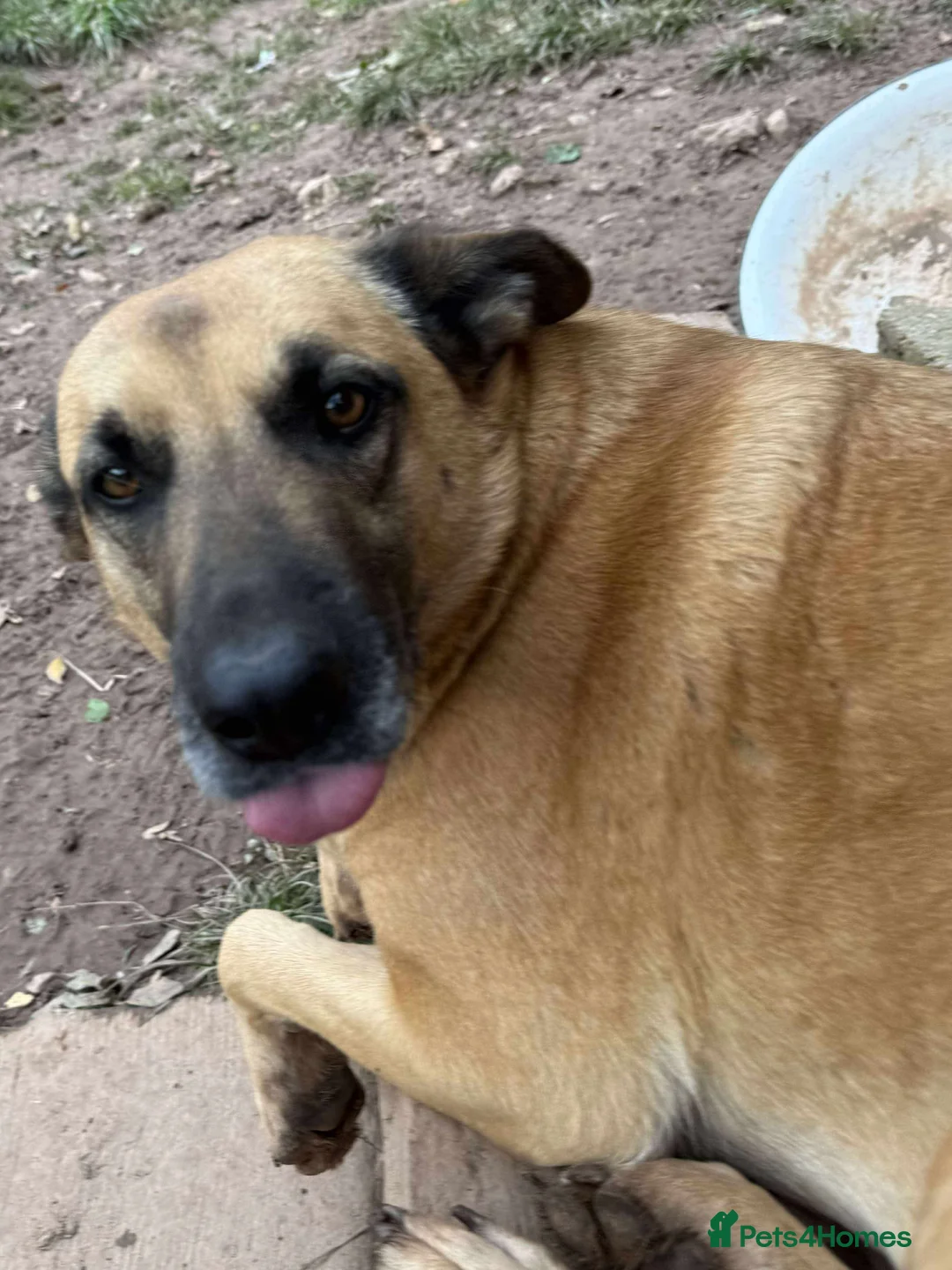 Mixed Breed dogs for adoption: Mara 💜 - Advert 8
