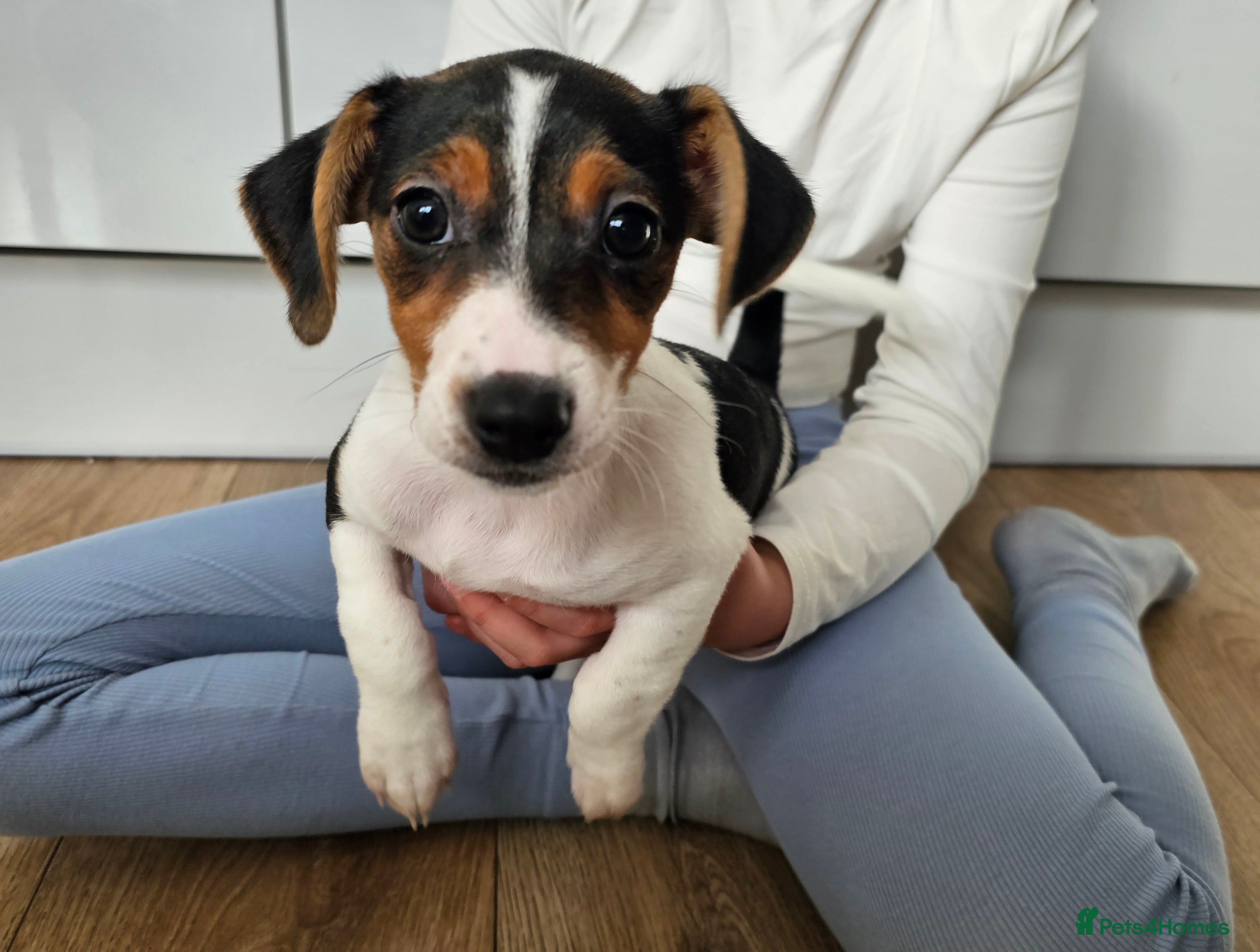 Jack Russell dogs Jack Russell Puppies looking new home - Advert 10