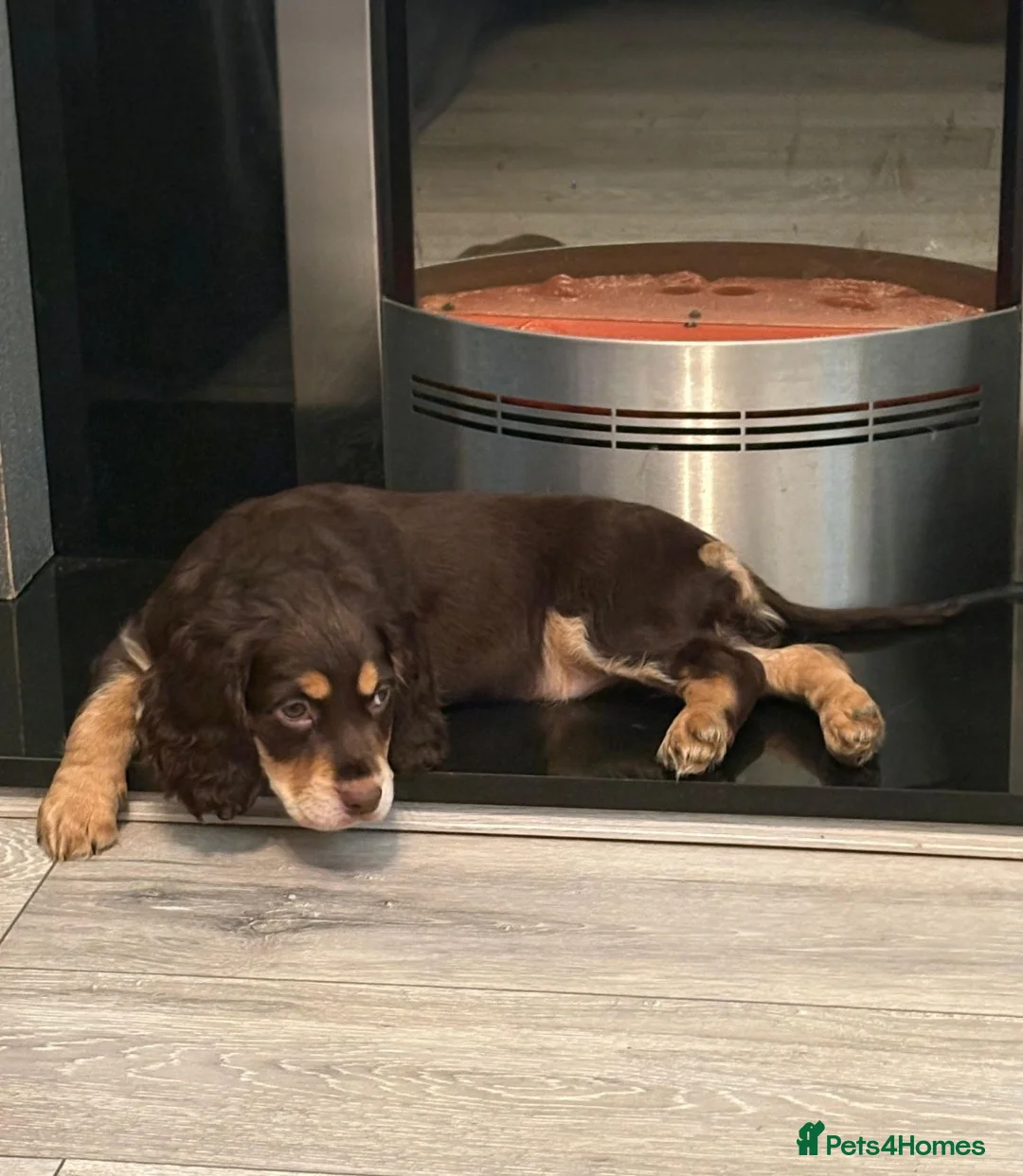 Cocker Spaniel dogs for sale: Awesome Super chunky playfull home raised Show typ in Retford - Advert 15