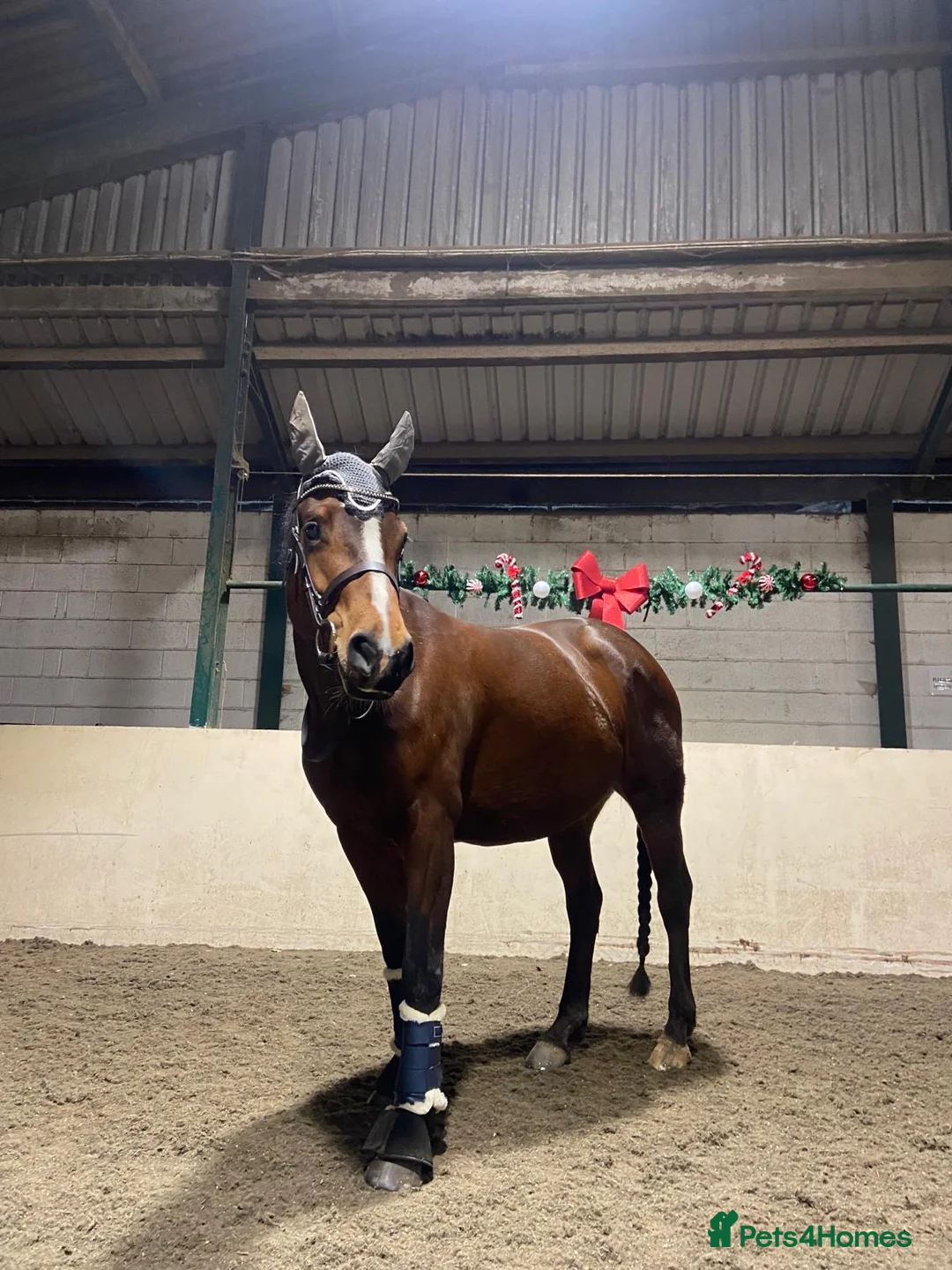 Welsh Section D horses for sale: Lovely project/companion for sale in Northwich - Advert 3