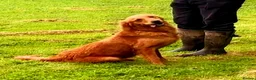 Golden Retriever dogs for sale: EXTENSIVELY HEALTH TESTED PARANTS COI  0.4% - Advert 6
