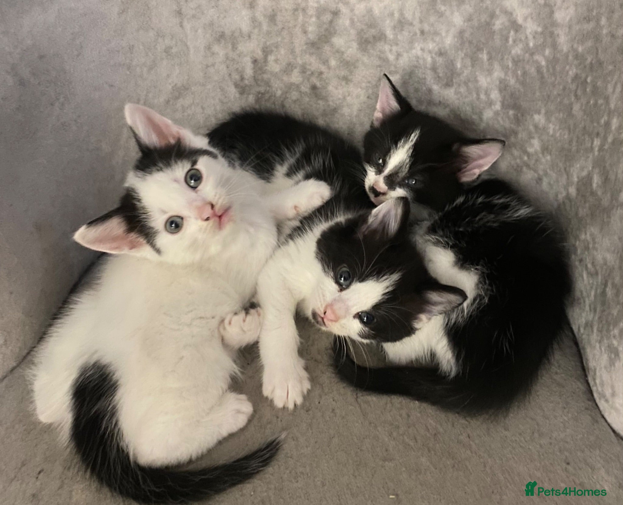 Mixed Breed cats Three beautiful boys  - Advert 3
