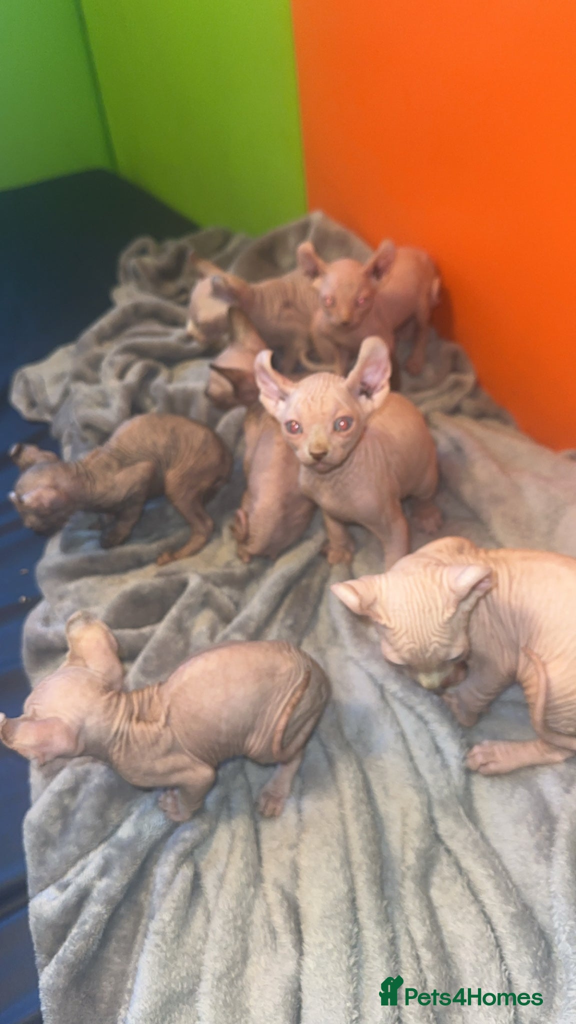 Sphynx cats Gorgeous Sphynx ready to go now!!! - Advert 1