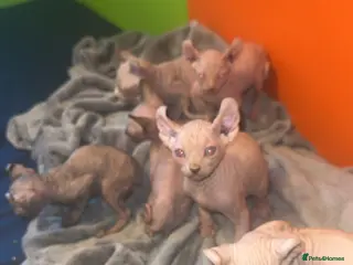 Sphynx cats Gorgeous Sphynx ready to go now!!! - Advert 1