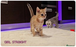 Scottish Fold cats for sale: Scottish Fold Kittens ( Delivery  available) - Image 8