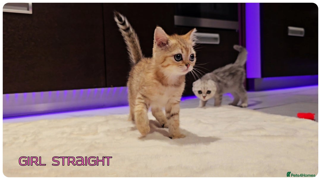 Scottish Fold cats for sale: Scottish Fold Kittens ( Delivery  available) - Image 8