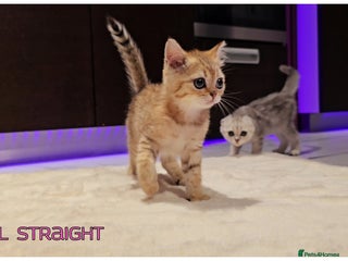 Scottish Fold cats - Advert 30