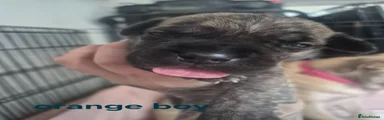 Orange Boy