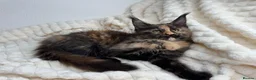 Maine Coon cats for sale: MaineCoon, Beautiful Kittens available  - Advert 22