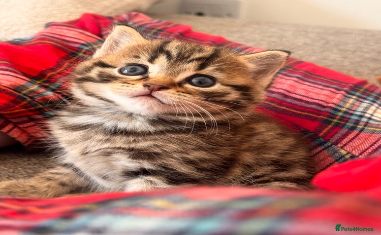 Norwegian Forest Cat cats - Advert 10