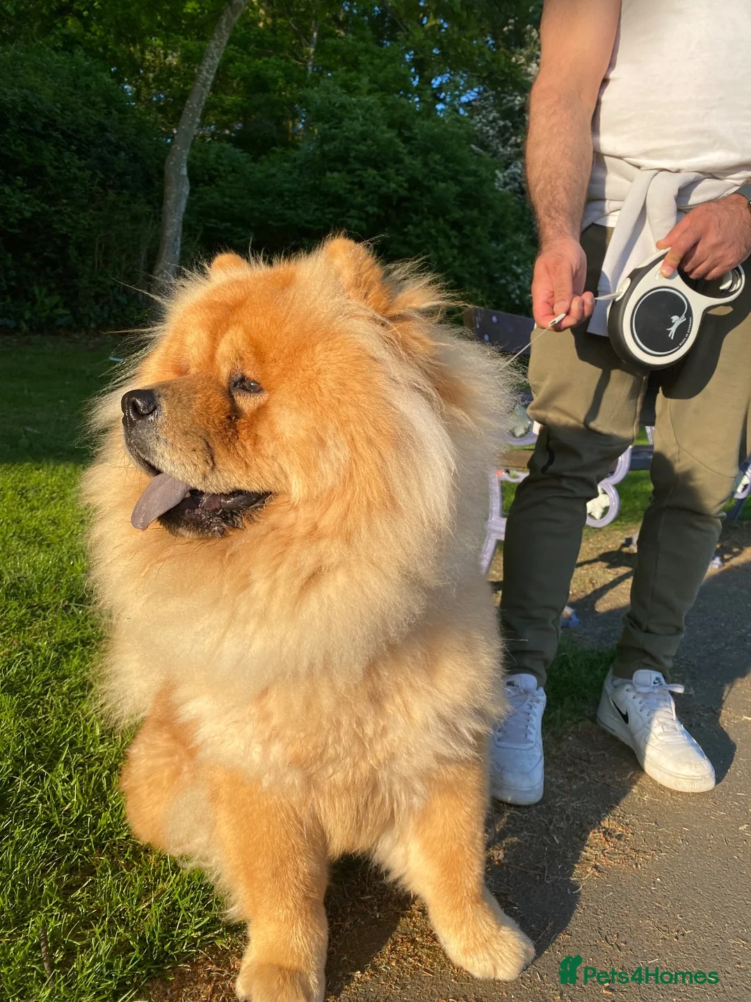 Chow Chow dogs for sale: Chow chow  - Advert 2