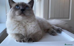 Ragdoll cats for sale: 7 ragdoll cats & kittens  - Image 2