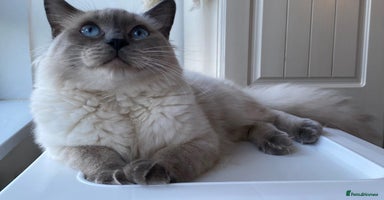 Ragdoll cats - Advert 4