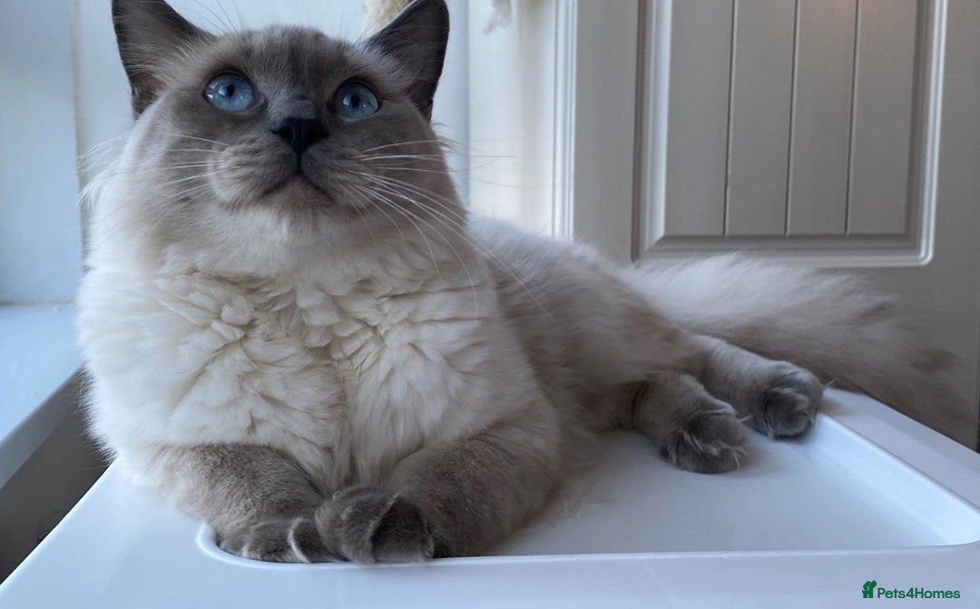 Ragdoll cats for sale: 7 ragdoll cats & kittens  - Image 2