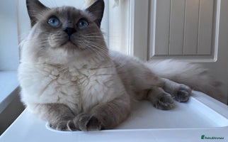 Ragdoll cats - Advert 4