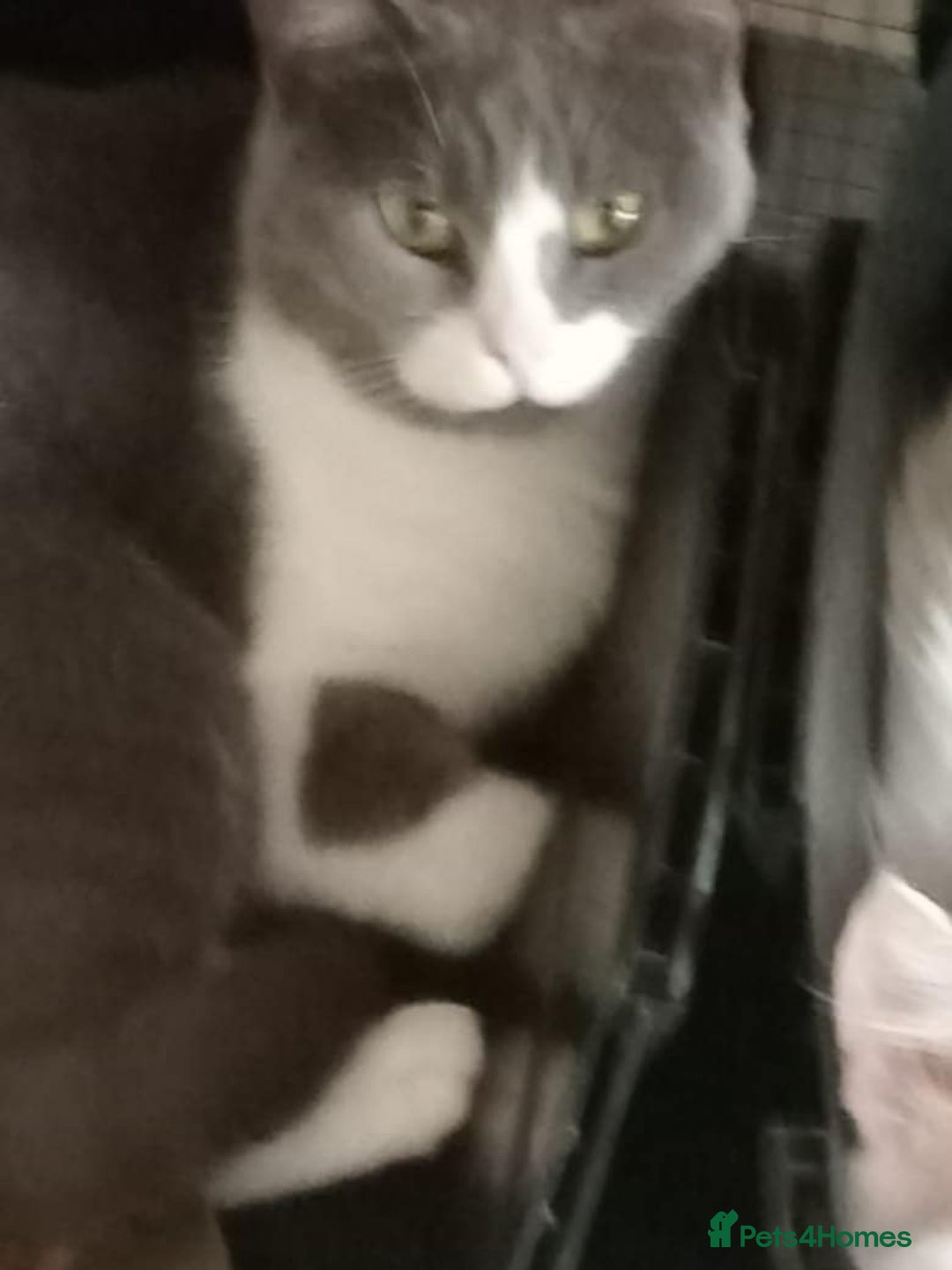Mixed Breed cats for adoption: Smokey wants some love and attention - Image 3