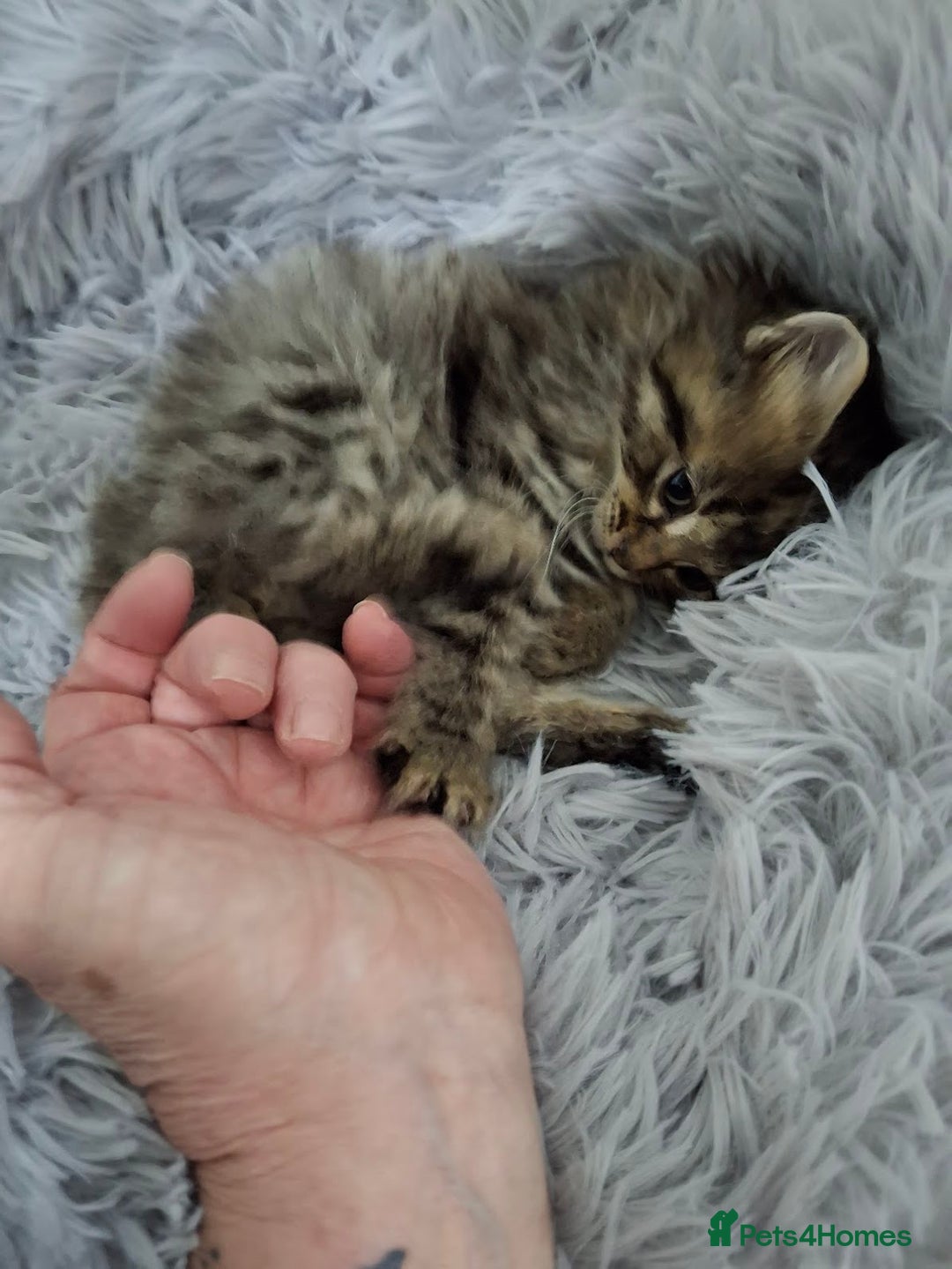 Ragdoll cats for sale: Beautiful Bengal/Ragdoll Male Kitten - Image 11