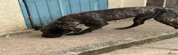 Mixed Breed dogs for sale: Cane corso x boerboel - Advert 8