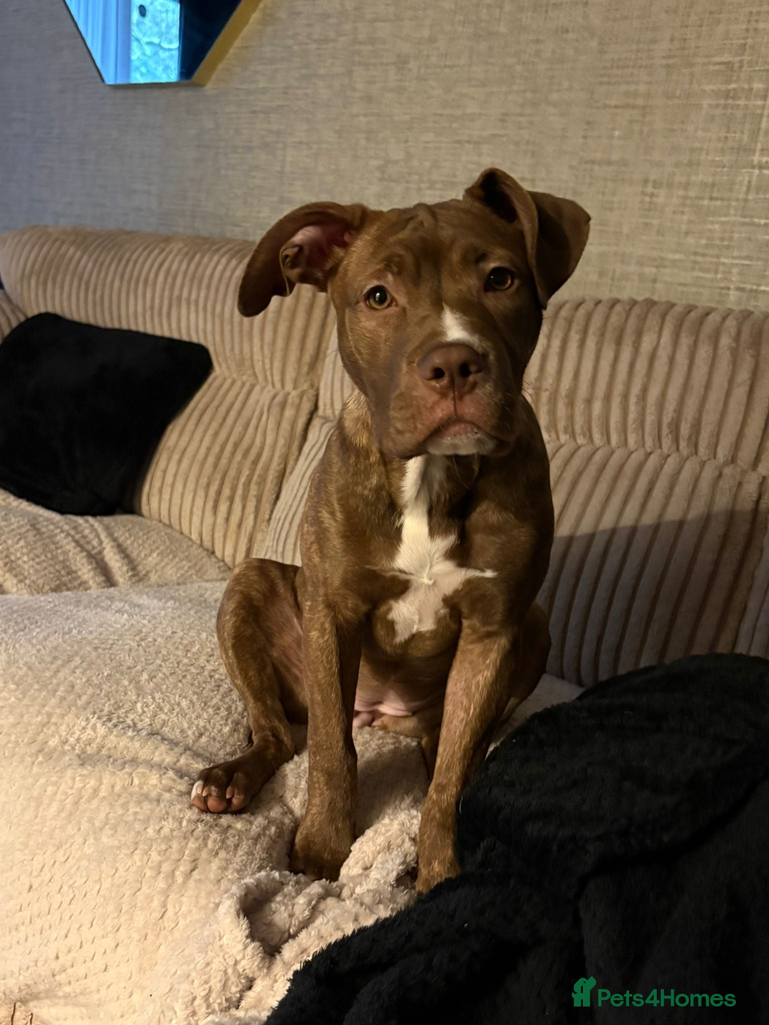 Mixed Breed dogs Female Cross Breed  - Advert 3