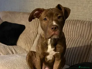 Mixed Breed dogs Female Cross Breed - Advert 3