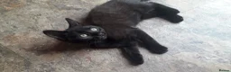 Mixed Breed cats for sale: TWO MALE KITTENS AVAILABLE READY TO LEAVE NOW - Advert 4