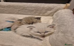 Ragdoll cats for sale: Beautiful ragdoll kittens  - Image 3