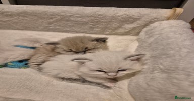 Ragdoll cats - Advert 6