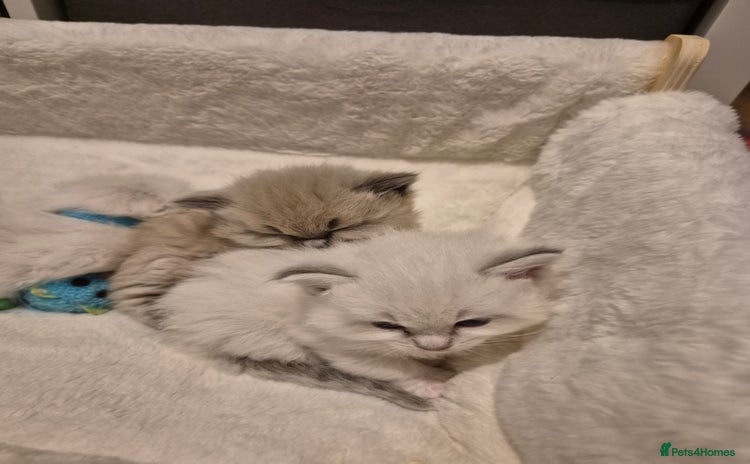 Ragdoll cats - Advert 5