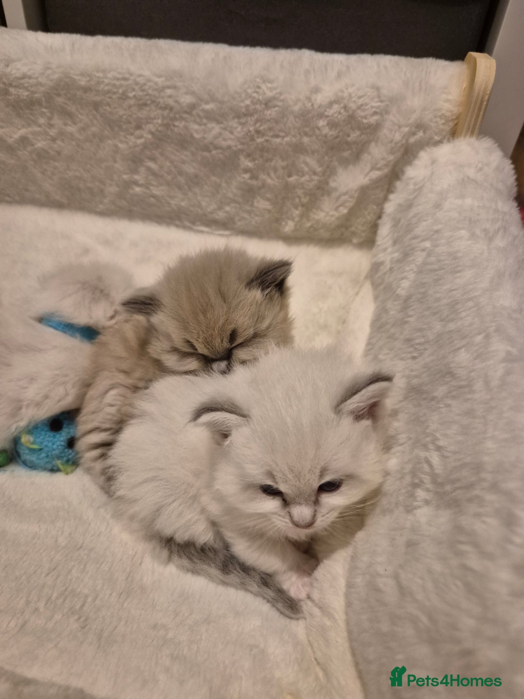 Ragdoll cats for sale: Beautiful ragdoll kittens  - Image 3