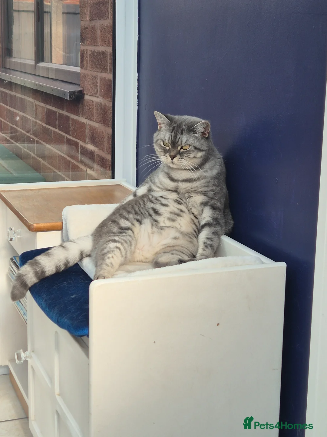 British Shorthair cats for sale: Athena beautiful lady in Wigan - Advert 2