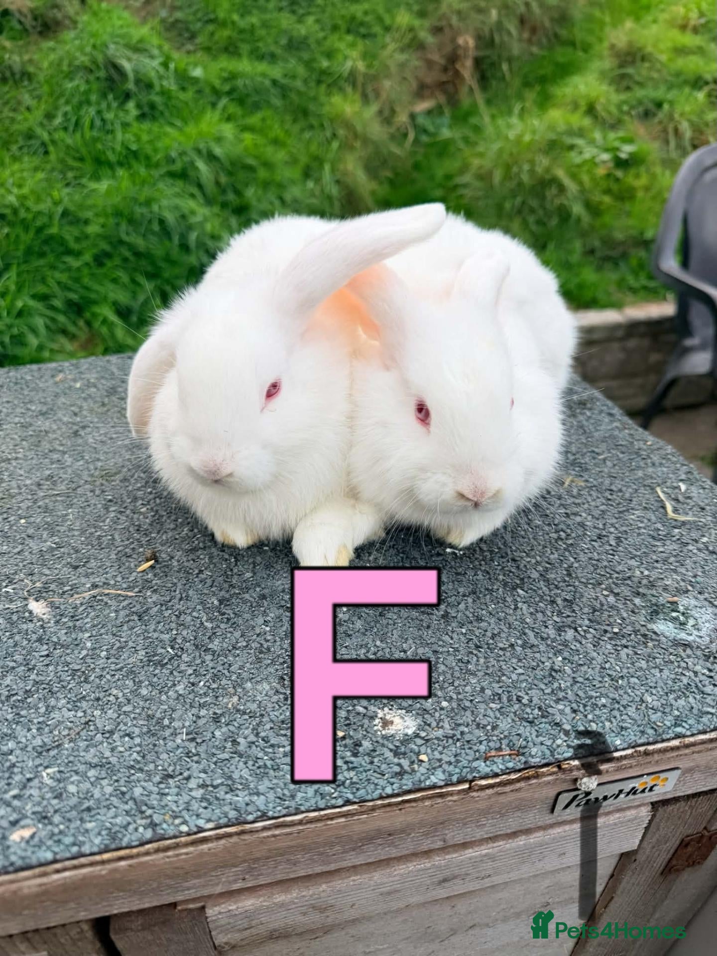Mixed Breed rabbits 🐰 3 lovely bunnies for Sale – 12 Weeks Old 🐇 - Advert 21