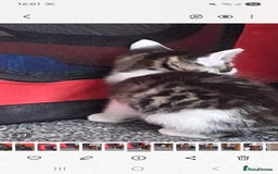 Mixed Breed cats for sale: 1 x male kitten - Image 2