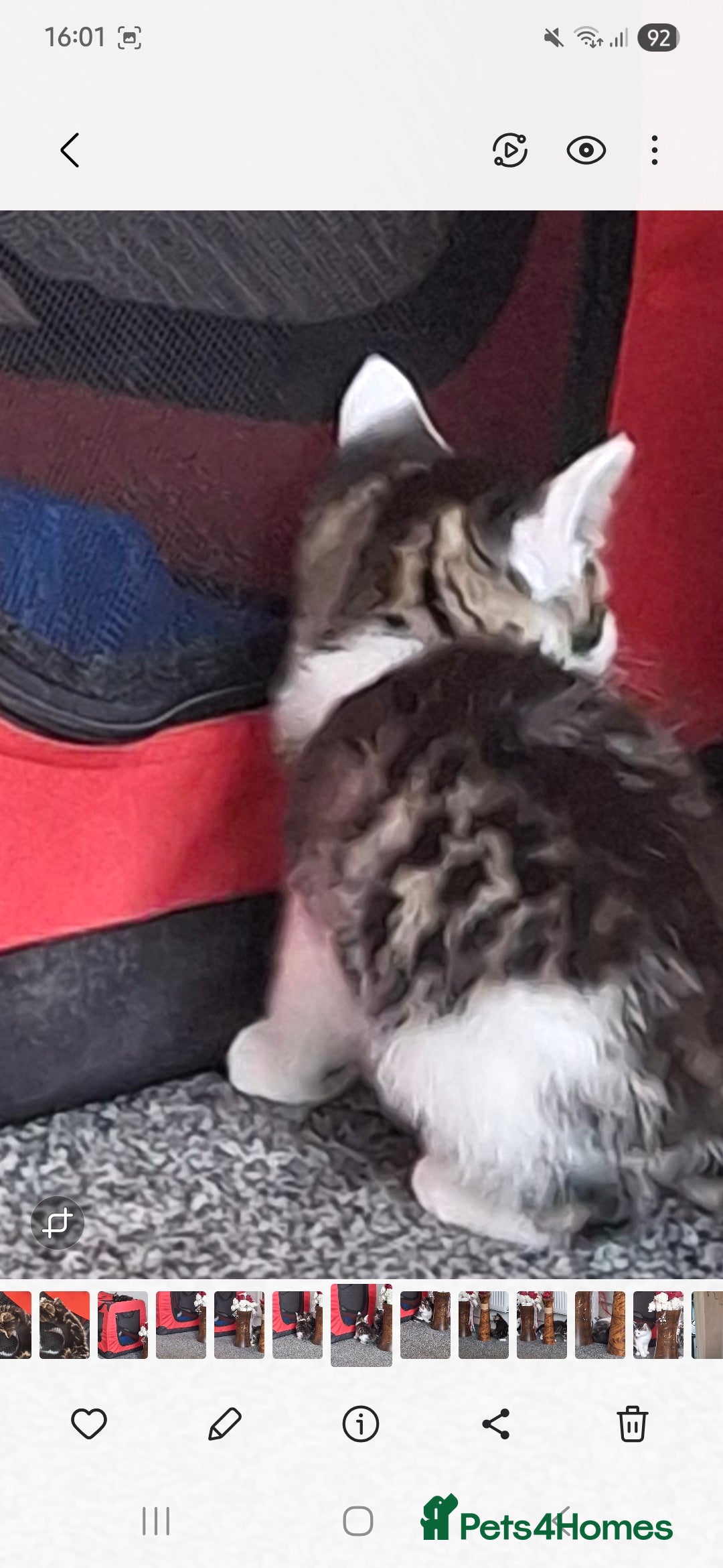 Mixed Breed cats for sale: 1 x male kitten - Image 2