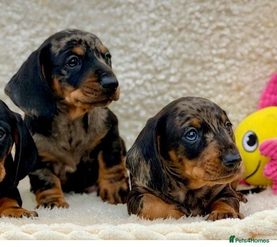 Dachshund dogs Gorgeous miniature dachshund puppies  - Advert 2