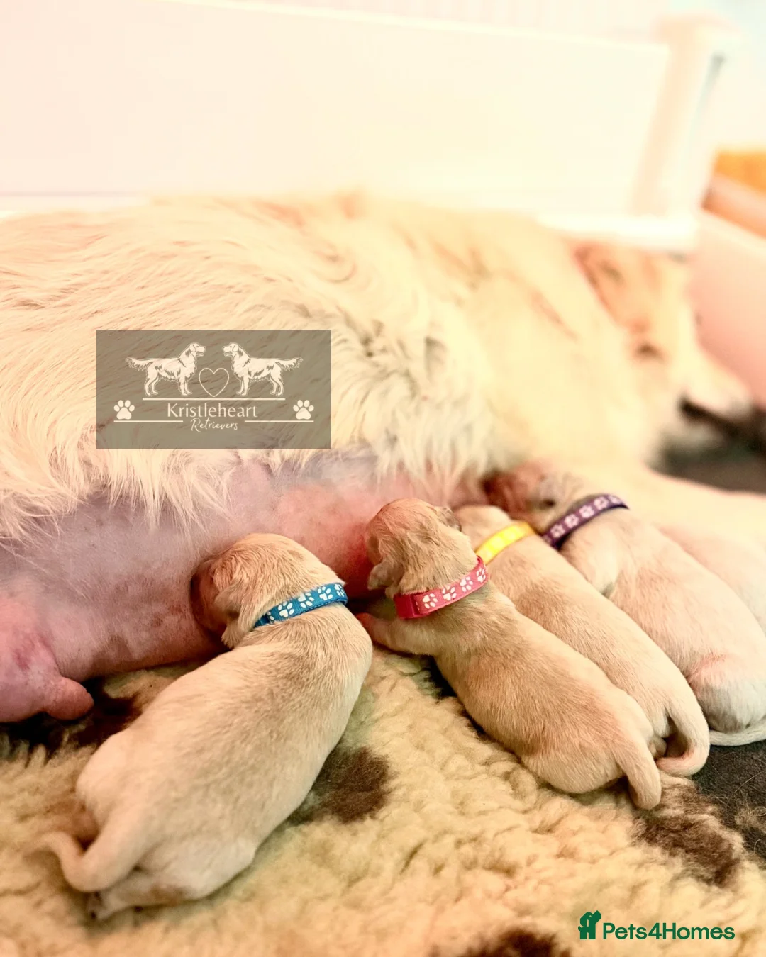 Golden Retriever dogs for sale: KC HEALTH TESTED PUPS *1 boy remaining* - Advert 13