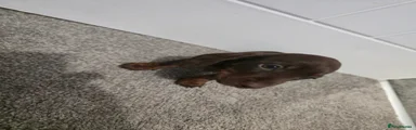 Miniature Dachshund Puppy 4