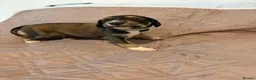 Saluki dogs for sale: Beautiful Saluki pups from champion lines - Advert 27