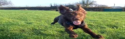 Mixed Breed dogs for stud: Health tested Cocker spaniel cross splurcher.  - Advert 2